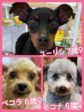 🐾今日の里親様募集中ワンコ🐶メンバーです🐾2023,3,13【保護犬カフェ天神橋店】